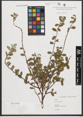 Foto von Salix repens L.